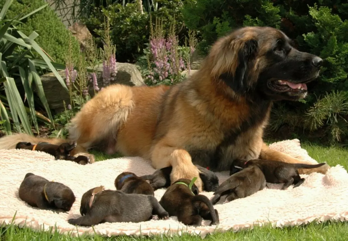 Leonberger (66 foto): Descrizione della razza, peso secondo lo standard, la natura dei cani. Aspettativa di vita. Il contenuto dei cuccioli. Recensioni della proprietà 12233_60