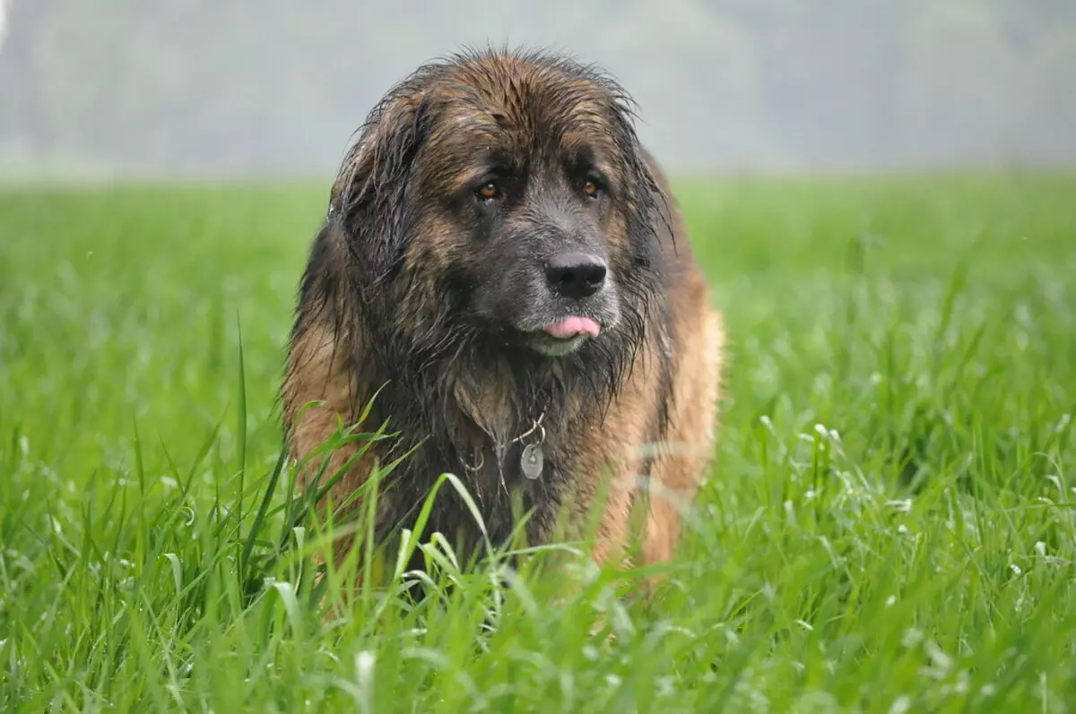 Leonberger (66 kuvaa): kuvaus rodun, paino standardin mukaan, koirien luonne. Elinajanodote. Pennujen pitoisuus. Omistusarvostelut 12233_62