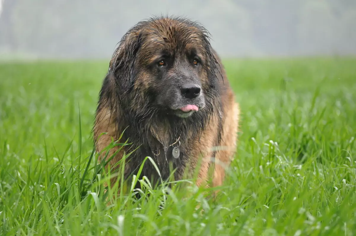 Leonberger (66 Hoto): bayanin nau'in, nauyi bisa ga daidaitaccen, yanayin karnukan. Rayuwar rayuwa. Da abun ciki na kwikwiyo. Sake dubawa 12233_62