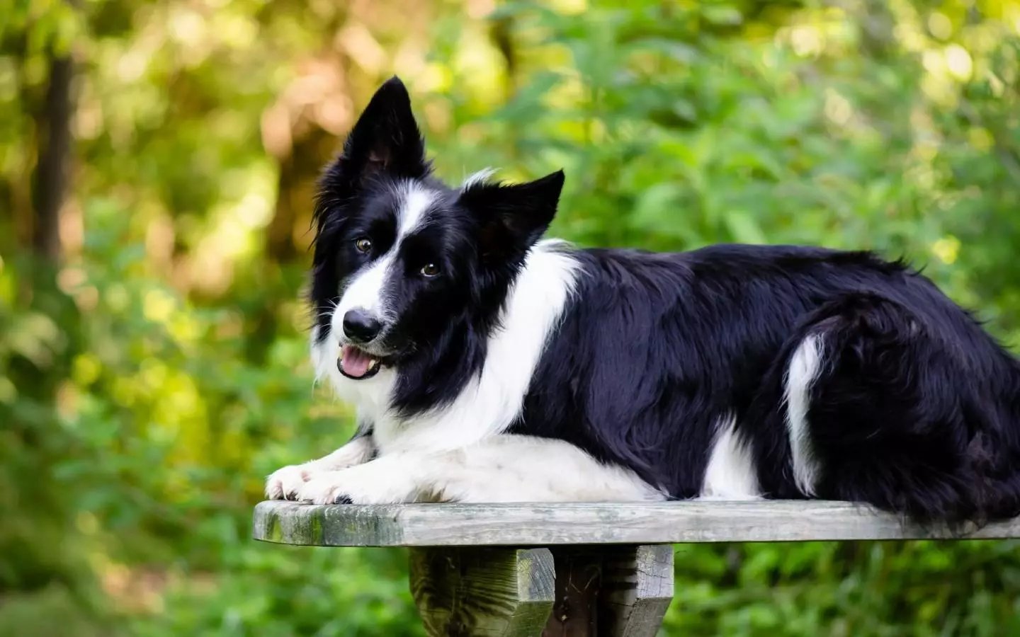 Граничен Collie (48 фотографии): Опис на расата, мермер и црвени глави на кученца, карактер и големини на кучиња, прегледи на сопственици 12235_10