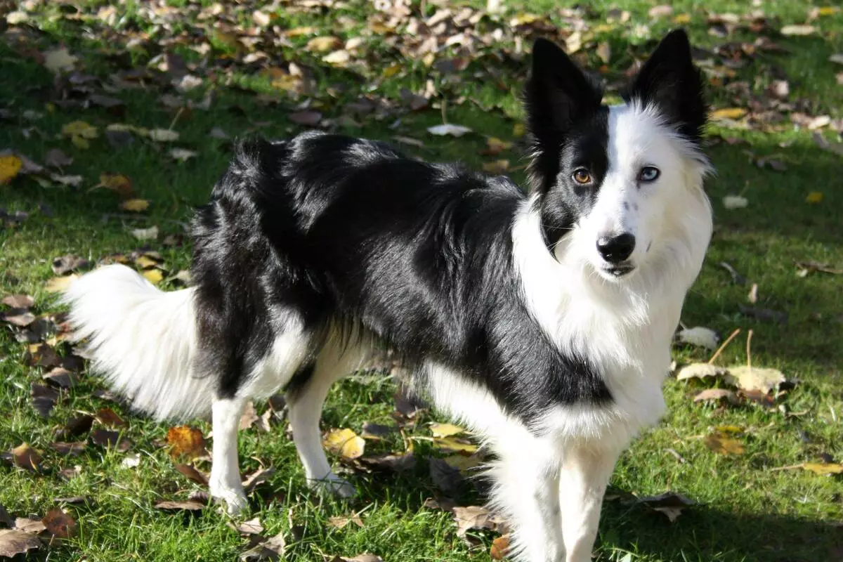 Fronter Collie (48 fotos): Descripció de la raça, marbre i pèl-roja de cadells, caràcters i mides de gossos, ressenyes dels propietaris 12235_12