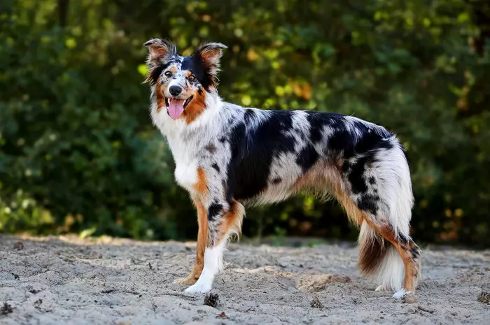 Граничен Collie (48 фотографии): Опис на расата, мермер и црвени глави на кученца, карактер и големини на кучиња, прегледи на сопственици 12235_15