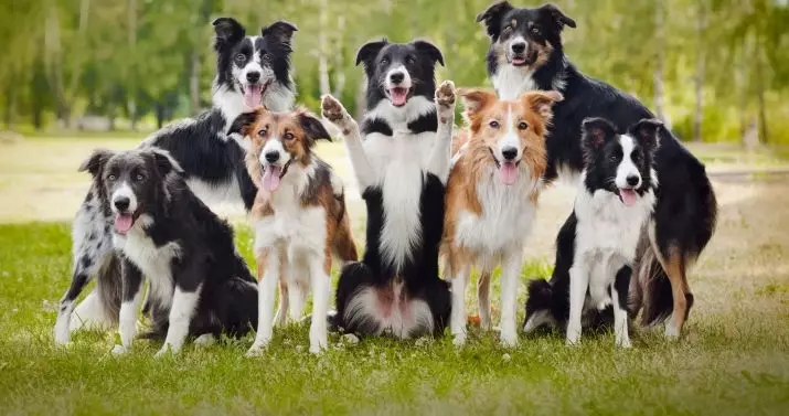 Граничен Collie (48 фотографии): Опис на расата, мермер и црвени глави на кученца, карактер и големини на кучиња, прегледи на сопственици 12235_2