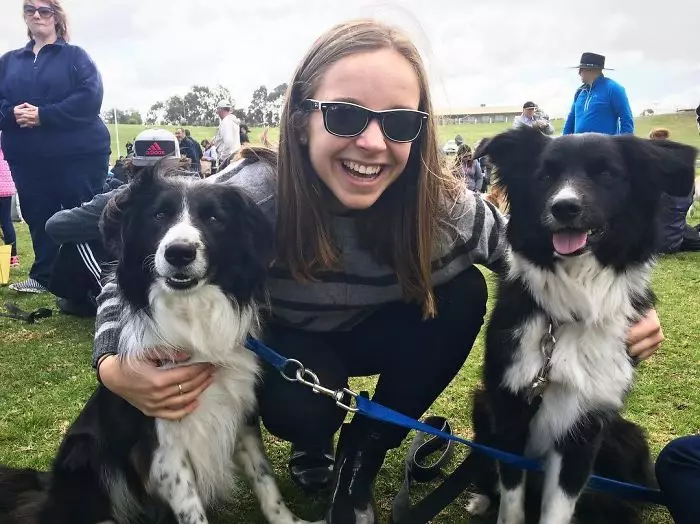 Border Collie (48 myndir): Lýsing á kyninu, marmara og redheads af hvolpum, eðli og stærðum af hundum, dóma eigenda 12235_20