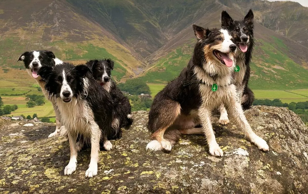Граничен Collie (48 фотографии): Опис на расата, мермер и црвени глави на кученца, карактер и големини на кучиња, прегледи на сопственици 12235_4