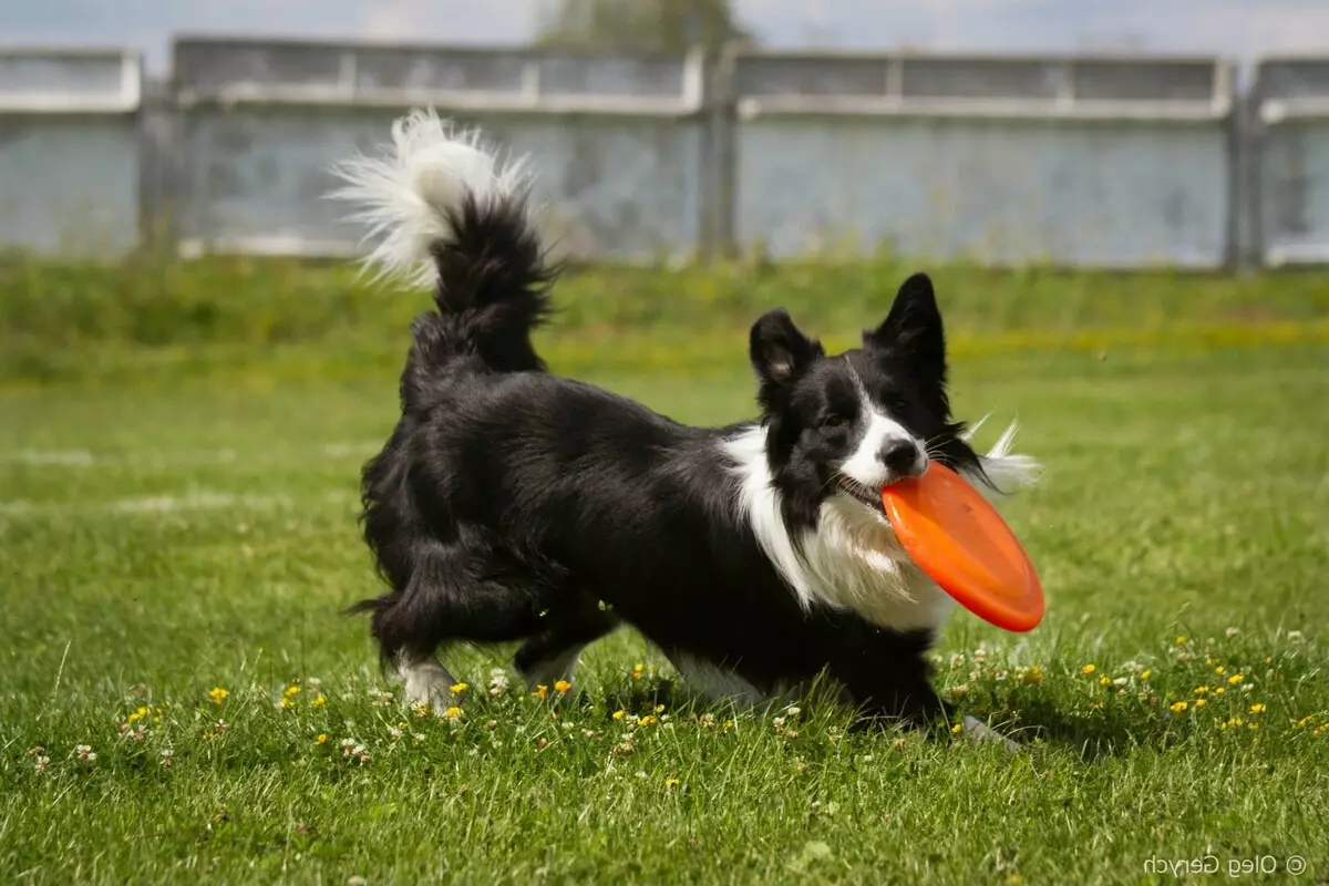 Border Collie (48 mga larawan): Paglalarawan ng lahi, marmol at redheads ng mga tuta, karakter at sukat ng mga aso, mga review ng mga may-ari 12235_43