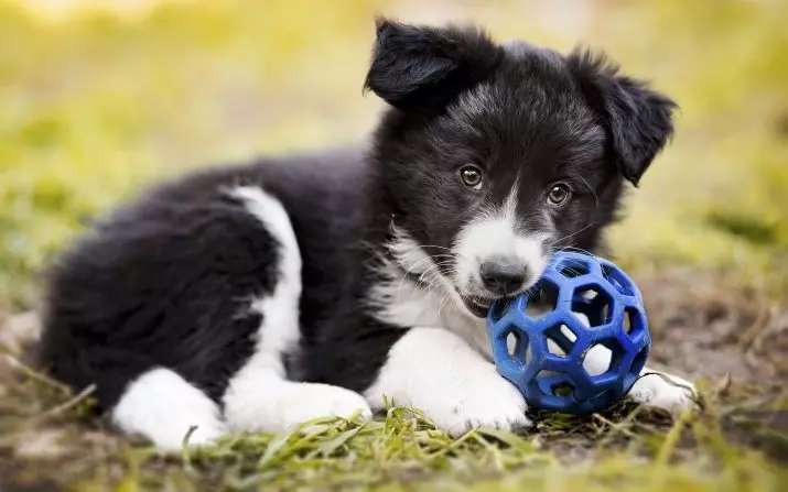 Border Collie (48 myndir): Lýsing á kyninu, marmara og redheads af hvolpum, eðli og stærðum af hundum, dóma eigenda 12235_46