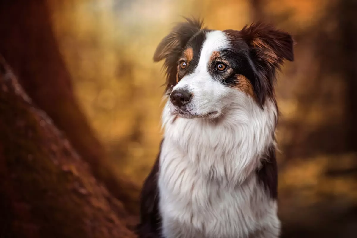 Граничен Collie (48 фотографии): Опис на расата, мермер и црвени глави на кученца, карактер и големини на кучиња, прегледи на сопственици 12235_9