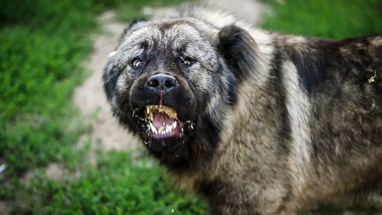 Köpeklerin yetiştiriciliği ırkları (48 fotoğraf): özel bir ev için en iyi köpek depolama, başlıkları ve açıklamaları olan büyük, küçük ve orta ölçekli köpekler 12239_12