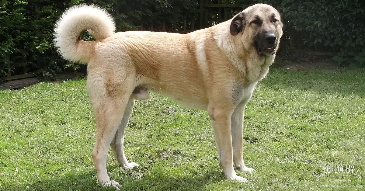 Köpeklerin yetiştiriciliği ırkları (48 fotoğraf): özel bir ev için en iyi köpek depolama, başlıkları ve açıklamaları olan büyük, küçük ve orta ölçekli köpekler 12239_13