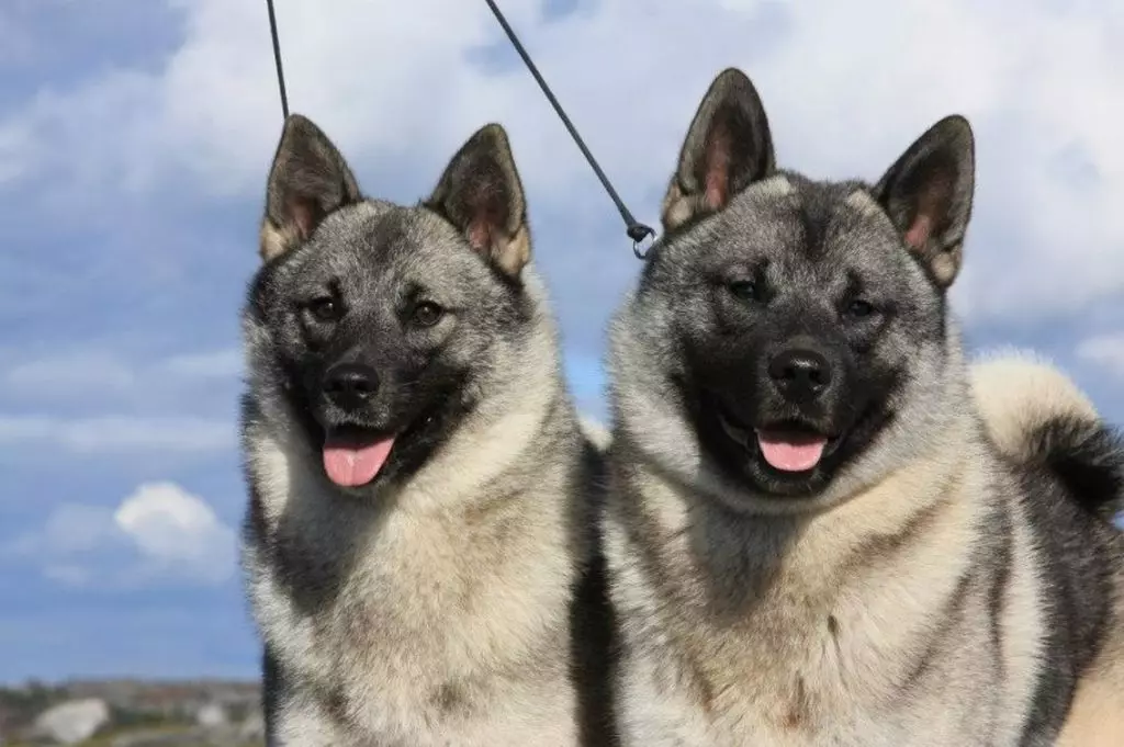 Köpeklerin yetiştiriciliği ırkları (48 fotoğraf): özel bir ev için en iyi köpek depolama, başlıkları ve açıklamaları olan büyük, küçük ve orta ölçekli köpekler 12239_20