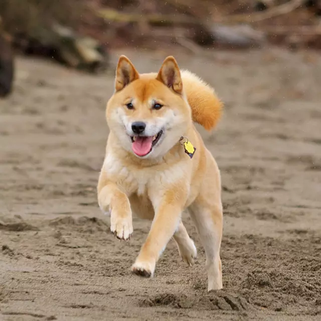 Köpeklerin yetiştiriciliği ırkları (48 fotoğraf): özel bir ev için en iyi köpek depolama, başlıkları ve açıklamaları olan büyük, küçük ve orta ölçekli köpekler 12239_28