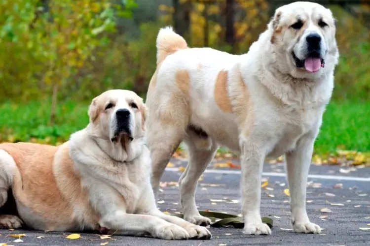Köpeklerin yetiştiriciliği ırkları (48 fotoğraf): özel bir ev için en iyi köpek depolama, başlıkları ve açıklamaları olan büyük, küçük ve orta ölçekli köpekler 12239_33