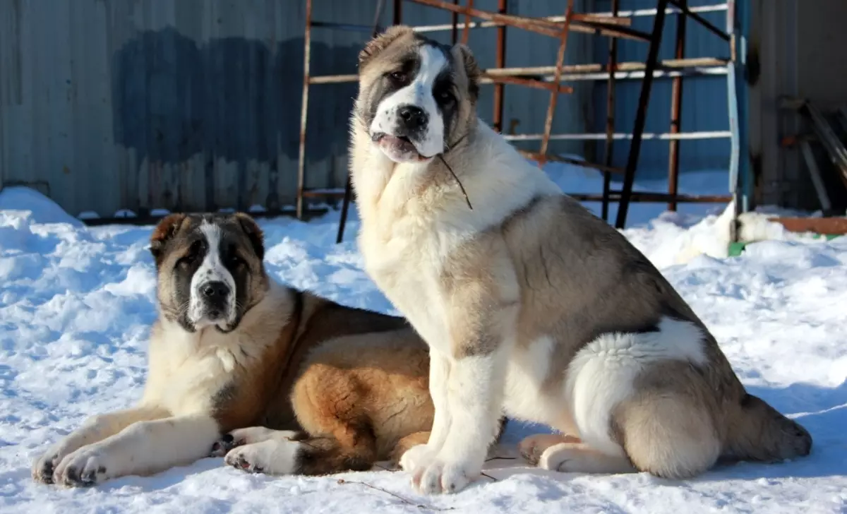 Köpeklerin yetiştiriciliği ırkları (48 fotoğraf): özel bir ev için en iyi köpek depolama, başlıkları ve açıklamaları olan büyük, küçük ve orta ölçekli köpekler 12239_34
