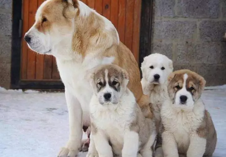 Köpeklerin yetiştiriciliği ırkları (48 fotoğraf): özel bir ev için en iyi köpek depolama, başlıkları ve açıklamaları olan büyük, küçük ve orta ölçekli köpekler 12239_35