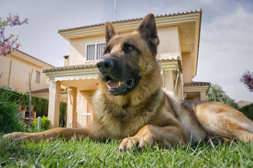 Köpeklerin yetiştiriciliği ırkları (48 fotoğraf): özel bir ev için en iyi köpek depolama, başlıkları ve açıklamaları olan büyük, küçük ve orta ölçekli köpekler 12239_39
