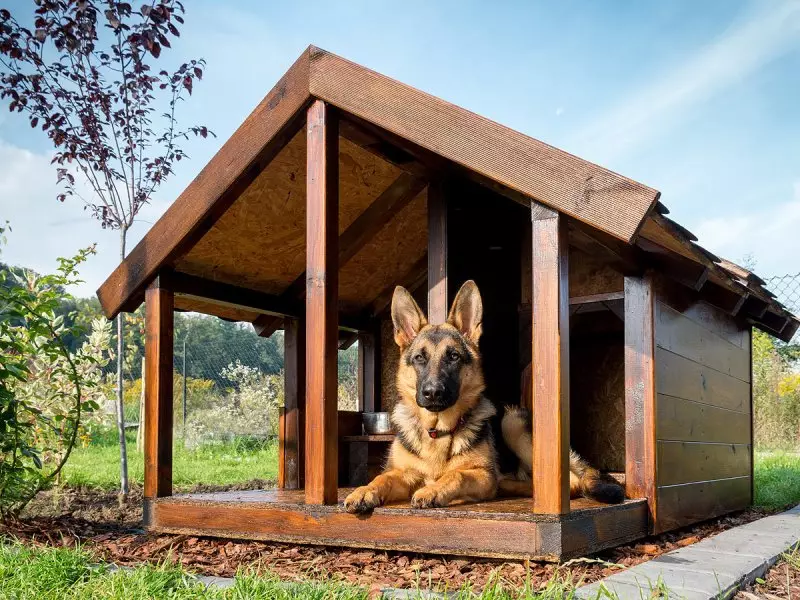 Köpeklerin yetiştiriciliği ırkları (48 fotoğraf): özel bir ev için en iyi köpek depolama, başlıkları ve açıklamaları olan büyük, küçük ve orta ölçekli köpekler 12239_43