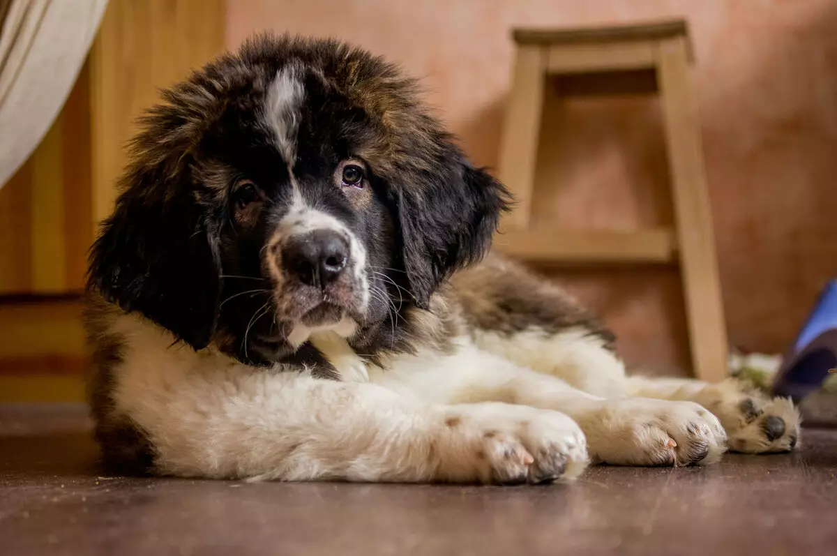 Köpeklerin yetiştiriciliği ırkları (48 fotoğraf): özel bir ev için en iyi köpek depolama, başlıkları ve açıklamaları olan büyük, küçük ve orta ölçekli köpekler 12239_44