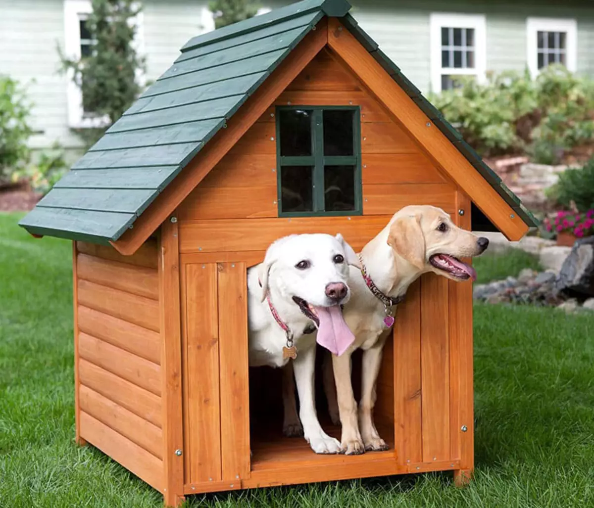 Köpeklerin yetiştiriciliği ırkları (48 fotoğraf): özel bir ev için en iyi köpek depolama, başlıkları ve açıklamaları olan büyük, küçük ve orta ölçekli köpekler 12239_6