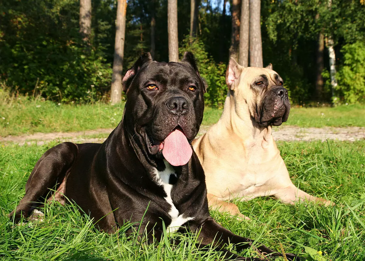Köpeklerin yetiştiriciliği ırkları (48 fotoğraf): özel bir ev için en iyi köpek depolama, başlıkları ve açıklamaları olan büyük, küçük ve orta ölçekli köpekler 12239_7