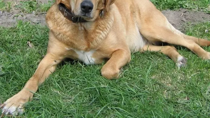 Errusiako Hound Dog (29 argazki): deskribapena Beste kolore batzuetako txakurkumeak eta txakurrak. Ehiza arrazako izaera 12241_10