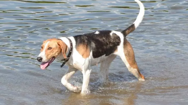 Russische Hound Dog (29 foto's): beschrijving pups en honden van andere kleuren. Karakter van jachtras 12241_11