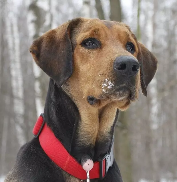 Російська гонча собака (29 фото): опис рябих цуценят і собак інших забарвлень. Характер мисливської породи 12241_13