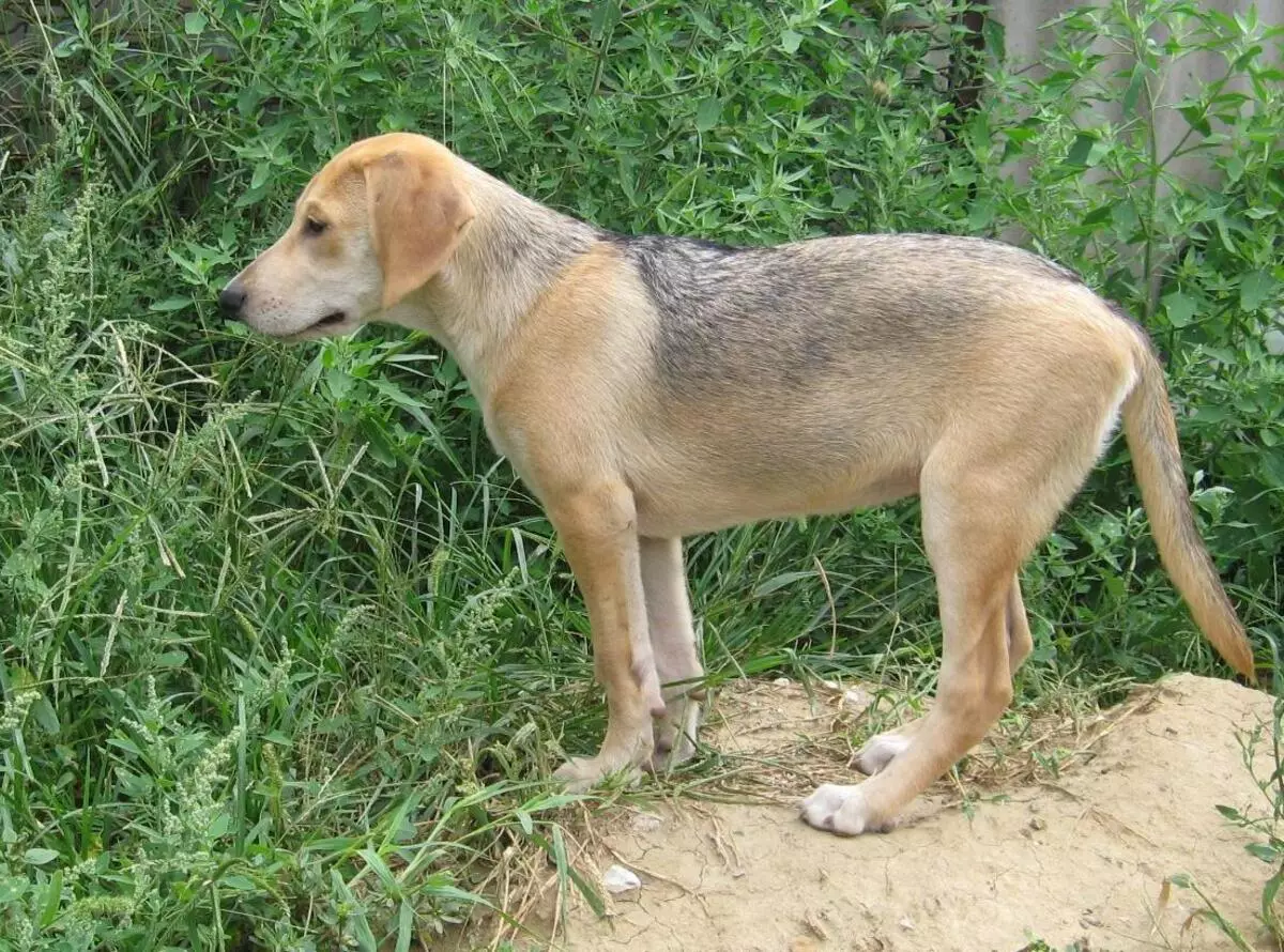 كلب الصيد الروسي كلب (29 صورة): وصف الجراء والكلاب من الألوان الأخرى. شخصية سلالة الصيد 12241_14