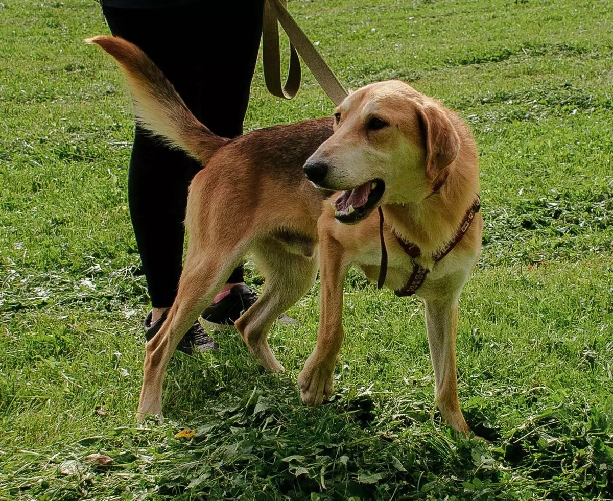 Russische Hound Dog (29 foto's): beschrijving pups en honden van andere kleuren. Karakter van jachtras 12241_16