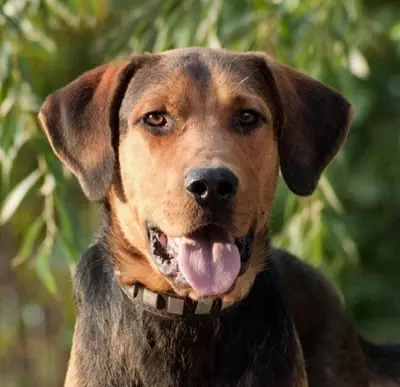 Russische Hound Dog (29 foto's): beschrijving pups en honden van andere kleuren. Karakter van jachtras 12241_18