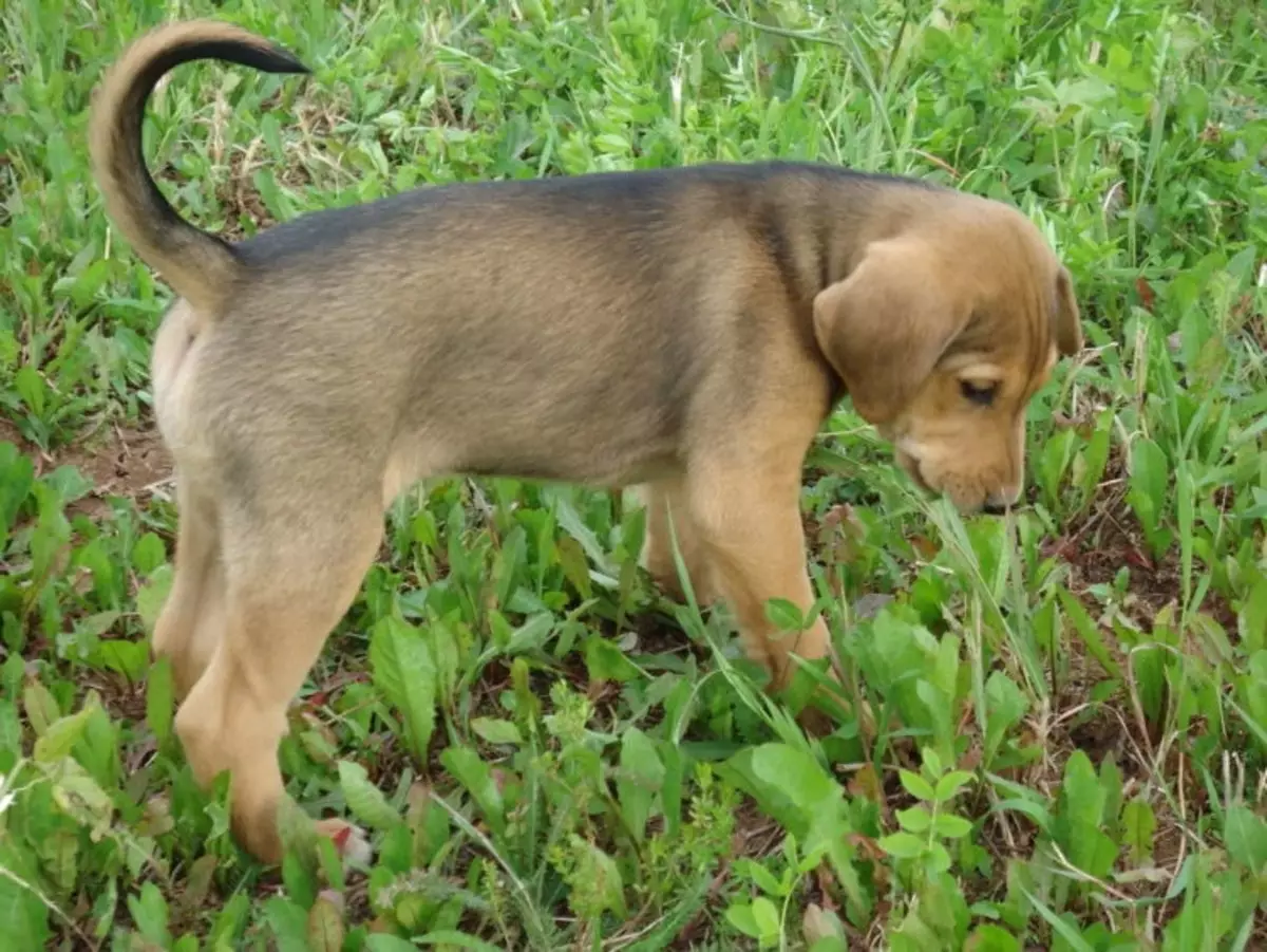 Russische Hound Dog (29 foto's): beschrijving pups en honden van andere kleuren. Karakter van jachtras 12241_20