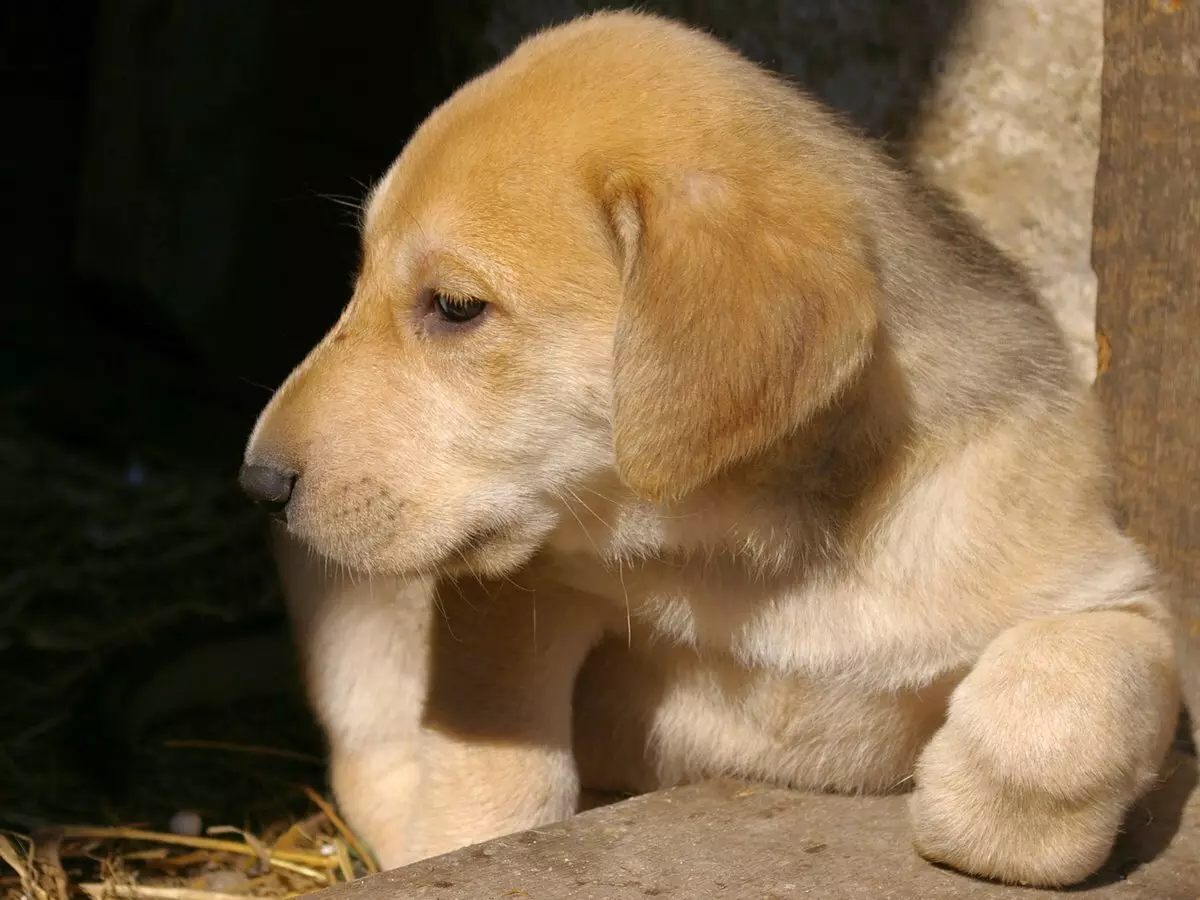 Russische Hound Dog (29 foto's): beschrijving pups en honden van andere kleuren. Karakter van jachtras 12241_21