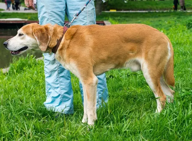 كلب الصيد الروسي كلب (29 صورة): وصف الجراء والكلاب من الألوان الأخرى. شخصية سلالة الصيد 12241_23