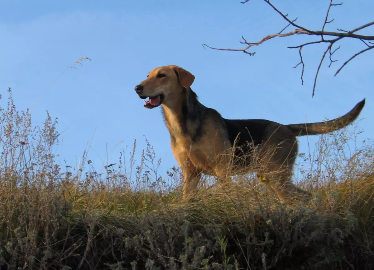 كلب الصيد الروسي كلب (29 صورة): وصف الجراء والكلاب من الألوان الأخرى. شخصية سلالة الصيد 12241_3