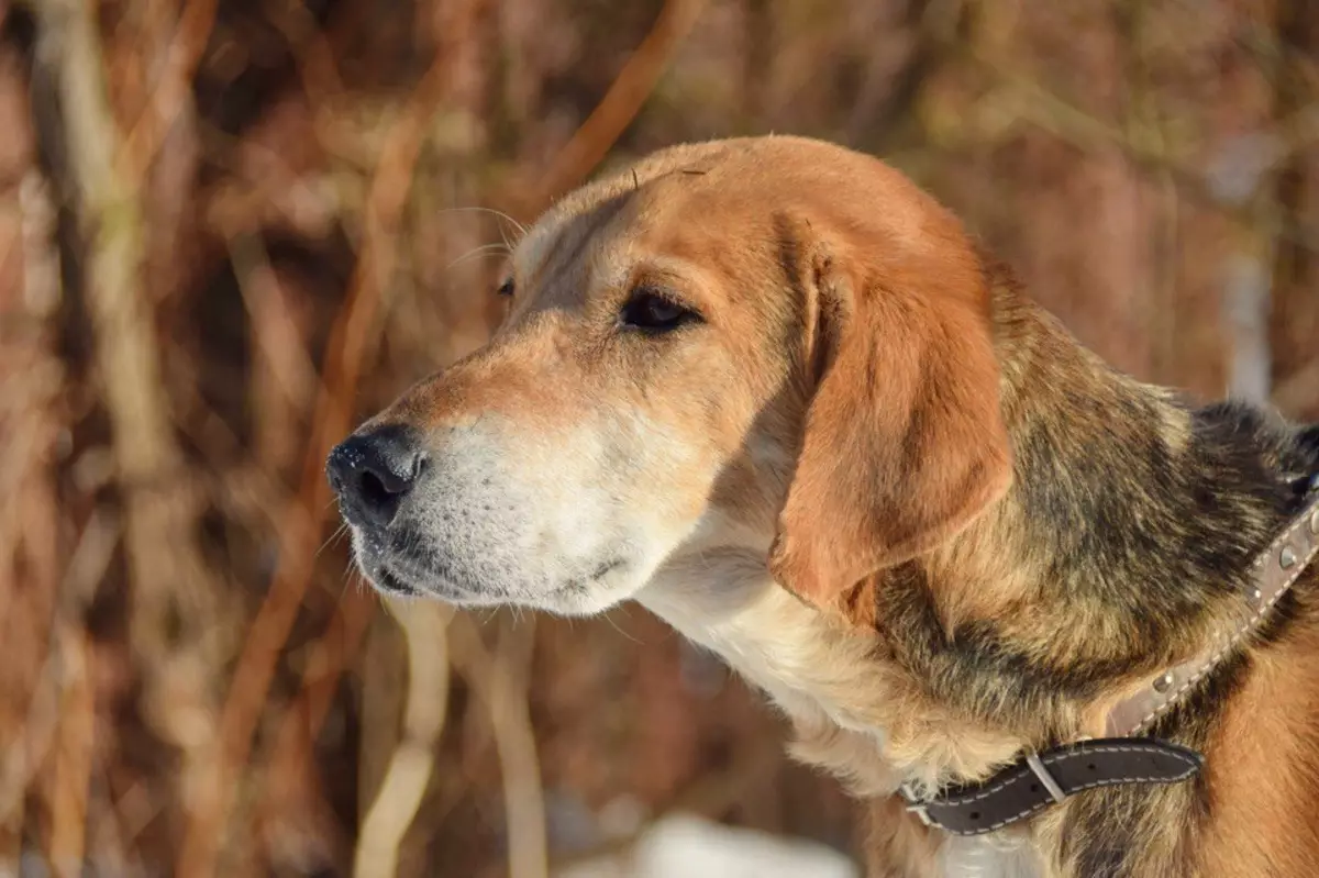 Російська гонча собака (29 фото): опис рябих цуценят і собак інших забарвлень. Характер мисливської породи 12241_5