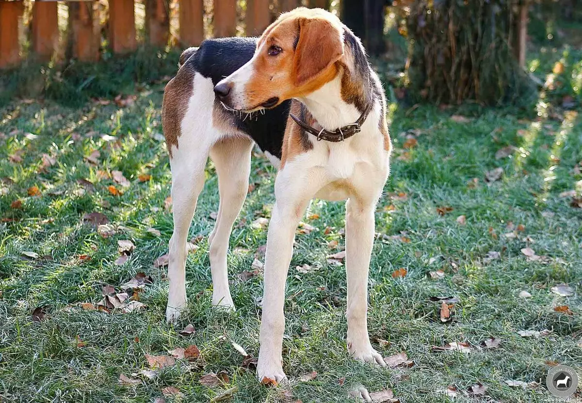 Russische Hound Dog (29 foto's): beschrijving pups en honden van andere kleuren. Karakter van jachtras 12241_7