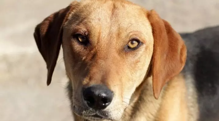 كلب الصيد الروسي كلب (29 صورة): وصف الجراء والكلاب من الألوان الأخرى. شخصية سلالة الصيد 12241_8