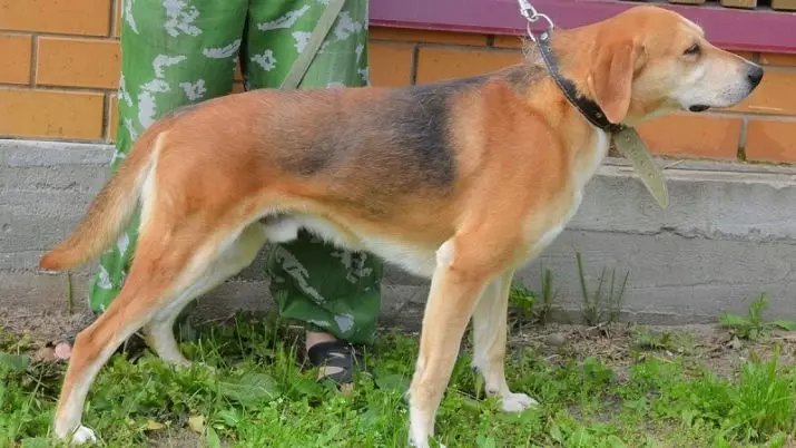 Errusiako Hound Dog (29 argazki): deskribapena Beste kolore batzuetako txakurkumeak eta txakurrak. Ehiza arrazako izaera 12241_9