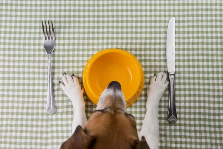 개에게 먹이를주는 것은 무엇입니까? 음식을주는 하루에 몇 번이나됩니까? 집에서 자연 식품 수유 규칙. 무엇을 주어질 수 없습니까? 12242_2