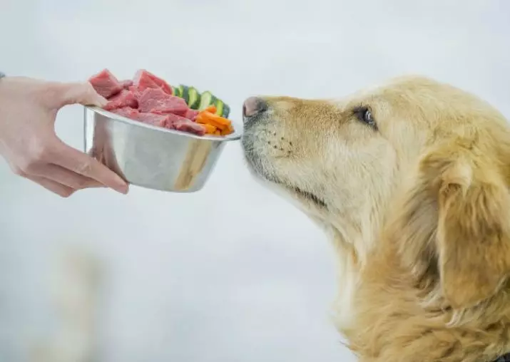 Mida koera toita? Mitu korda päevas toidu andmiseks? Looduslikud toidu söötmise reeglid kodus. Mida ei saa anda? 12242_24