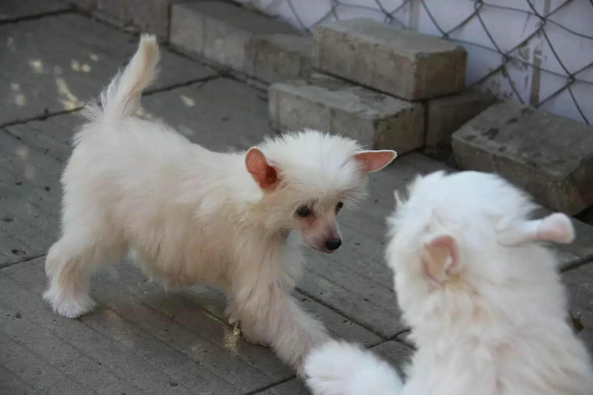 Chinese Crested Pooh hond (27 foto's): Breed beskrywing. Wat om te voer hondjies? Eienskappe van wol sorg 12243_10