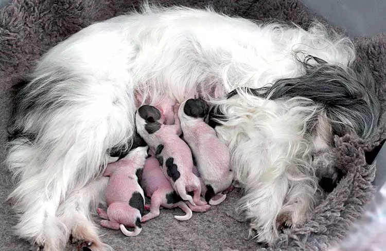 Chinese Crested POOH DOG (27 Fotos): Zuchtbeschreibung. Was soll man Welpen füttern? Merkmale der Wollpflege 12243_14