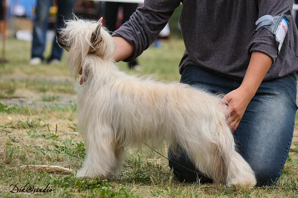 Dog Pooh Crested Cina (27 Foto): Katrangan Breed. Apa kanggo Feed Puppies? Fitur saka Wool Care 12243_24