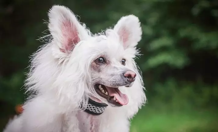 Chinese Crested Pooh hond (27 foto's): Breed beskrywing. Wat om te voer hondjies? Eienskappe van wol sorg 12243_3