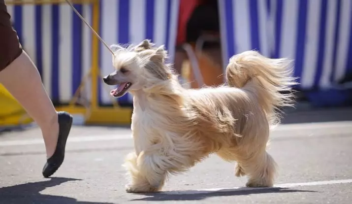 Chinese Crested POOH DOG (27 Fotos): Zuchtbeschreibung. Was soll man Welpen füttern? Merkmale der Wollpflege 12243_4