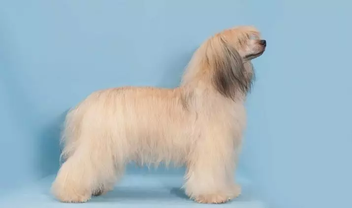 Dog Pooh Crested Cina (27 Foto): Katrangan Breed. Apa kanggo Feed Puppies? Fitur saka Wool Care 12243_5