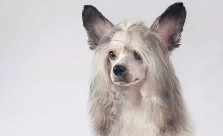 Chinese Crested Pooh hond (27 foto's): Breed beskrywing. Wat om te voer hondjies? Eienskappe van wol sorg 12243_6