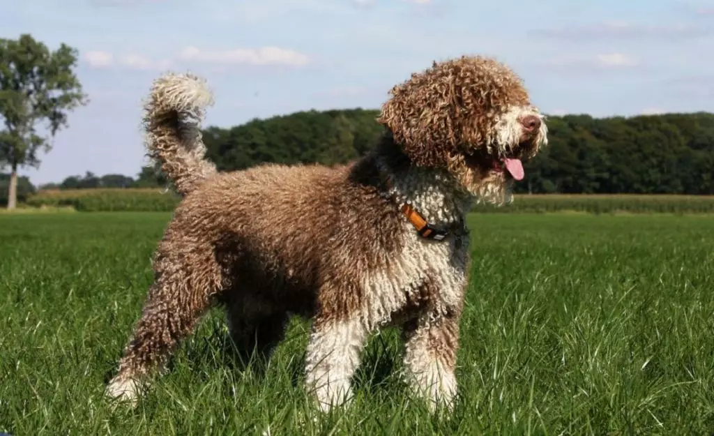 Portoghese Water Dog (30 foto): Breed Descrizione Portoghese Weasser, Caratteristiche dei contenuti per cani 12247_10