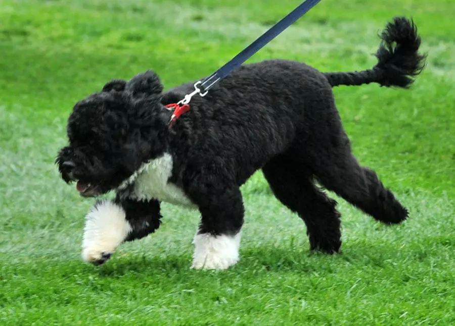 Cão de Água Portuguesa (30 fotos): Raça Descrição Português Weasser, Cão de Conteúdo 12247_12