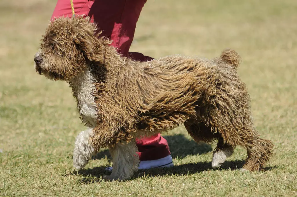 Portekizli Su Köpeği (30 Fotoğraf): Breun Açıklama Portekizli Weasser, Köpek İçeriği Özellikleri 12247_13